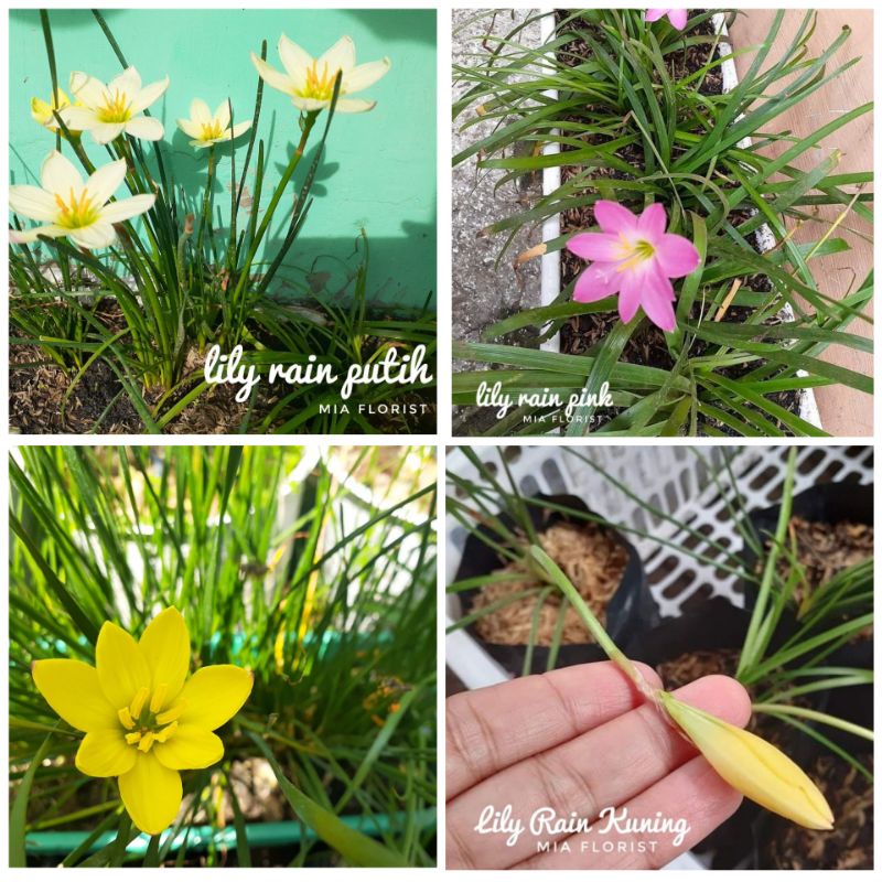 lily rain lili hujan pink putih kuning