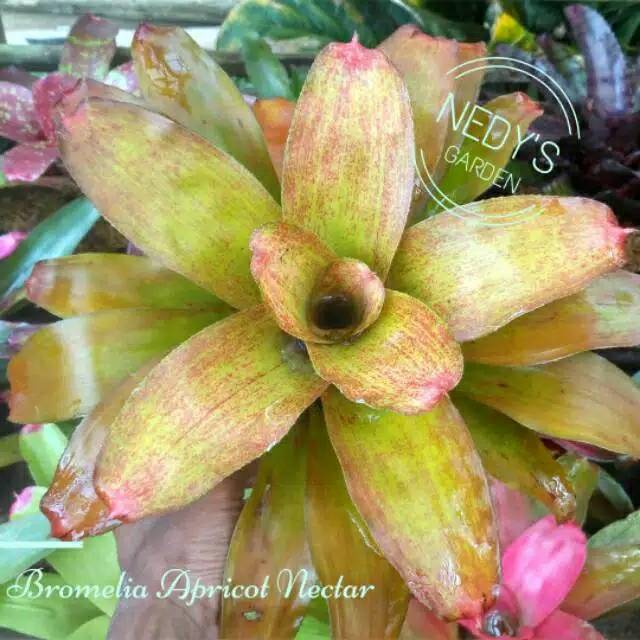 

Bromelia Apricot Nectar