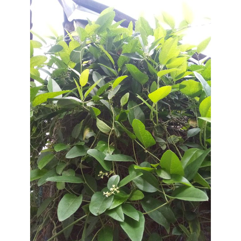 

daun cincau jelly 100gram