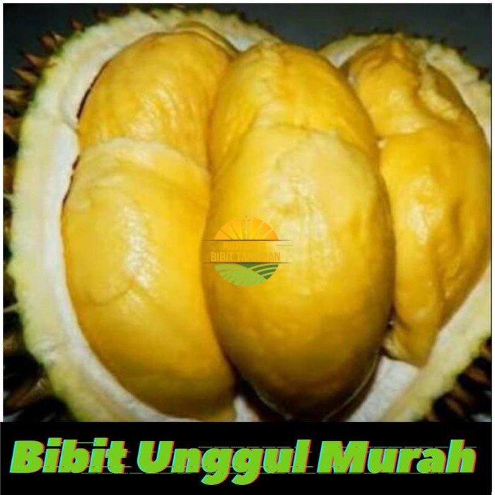 Asli! Bibit Durian Matahari Terlaris