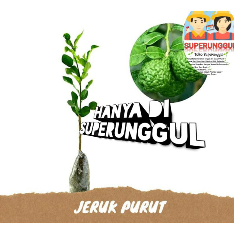 bibit jeruk bumbu atau jeruk purut