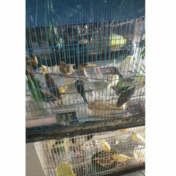 

kenari pengiriman khusus SAMEDAY dan Instant