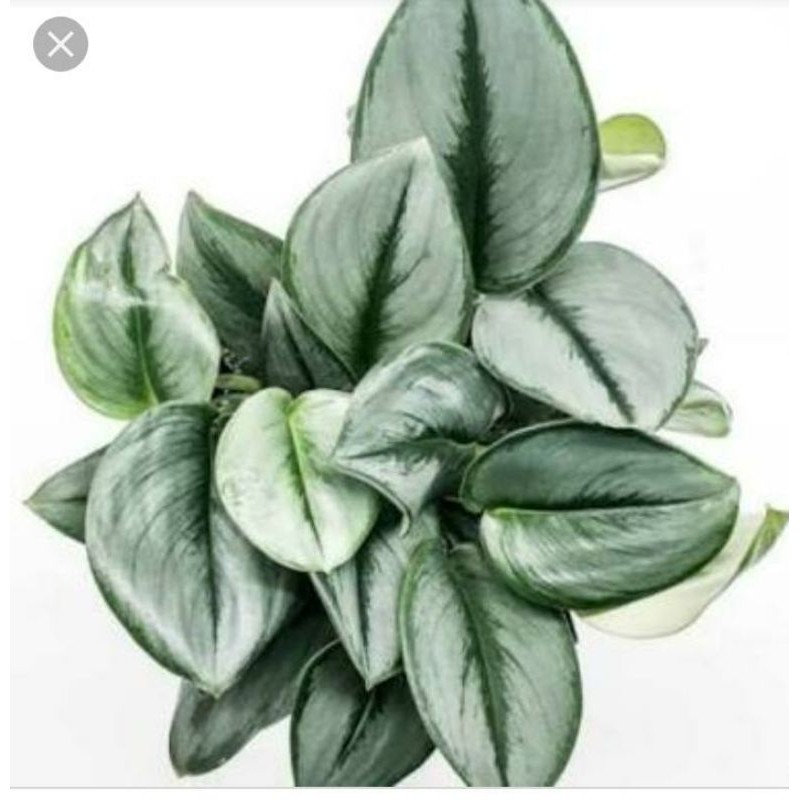 tanaman hias scindapsus moonlight