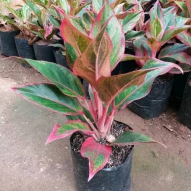 tanaman aglonema lipstik-pohon aglonema lipstik.