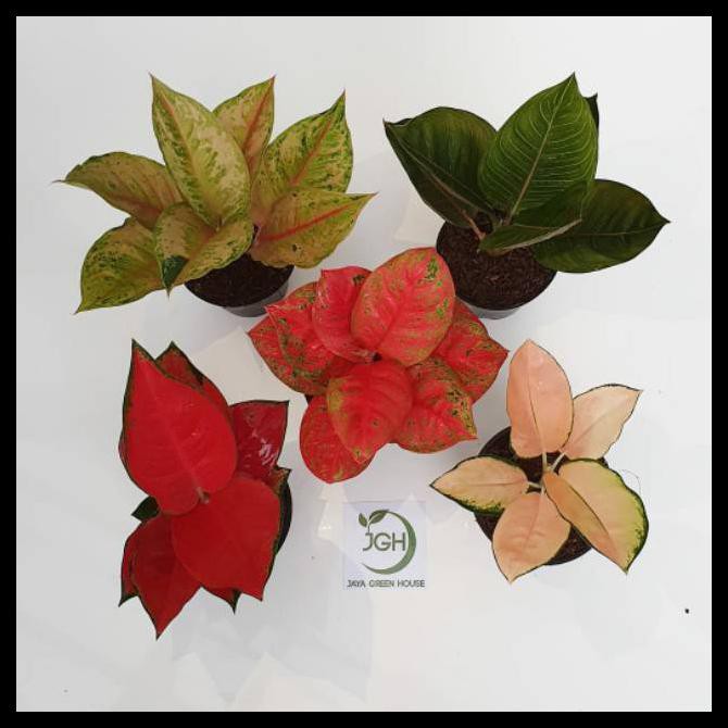 Paket Aglonema Lod, Black Moonlight, Wulandari, Suksom Culture, Kochin Sutra