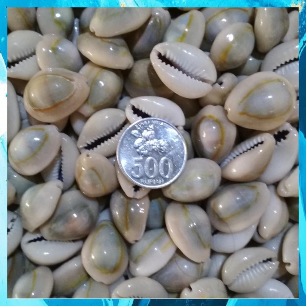 

BIJI CONGKLAK UKURAN BESAR, PER 100 PCS