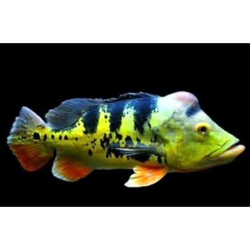 Ikan Pbass Mono Baby 3-5 cm