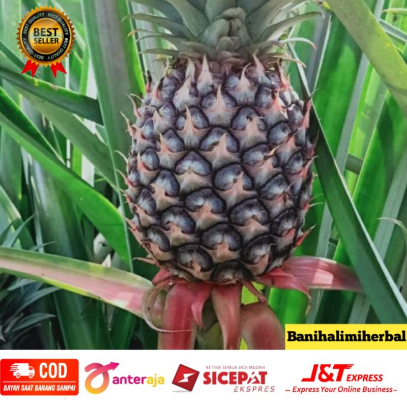 

Buah Nanas muda