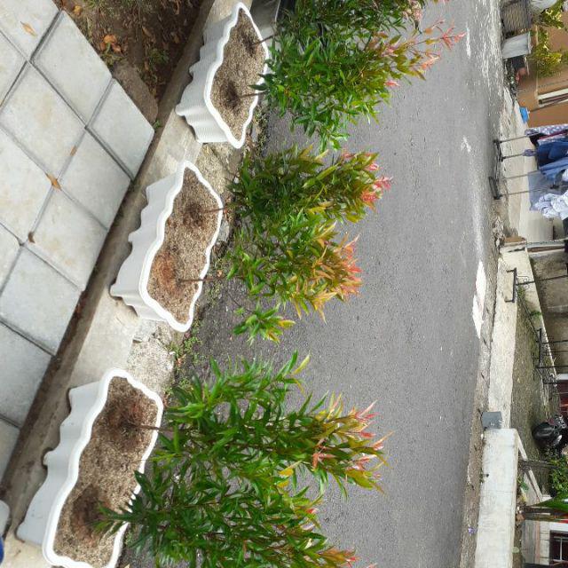 Pot Bunga Panjang Sgp05 Putih