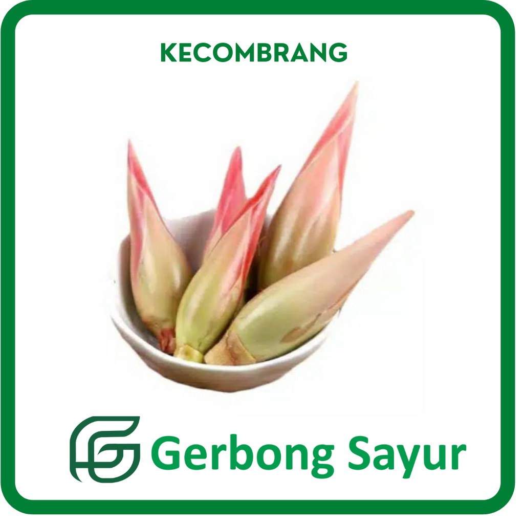 

Kecombrang Kecomrang Segar - Per Buah