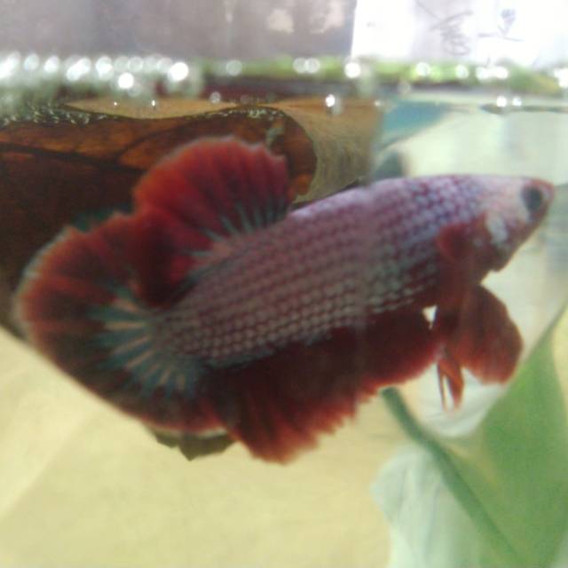 CUPANG FANCY HELLBOY