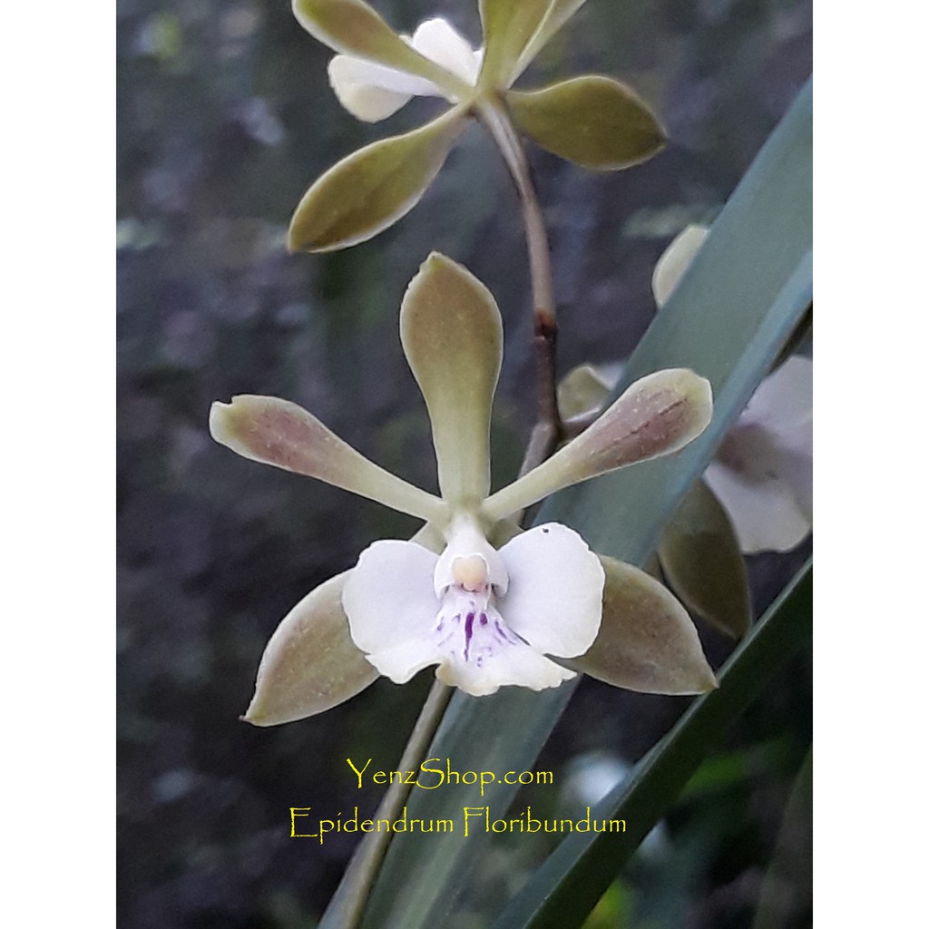 Anggrek Epidendrum Floribundum -Dewasa