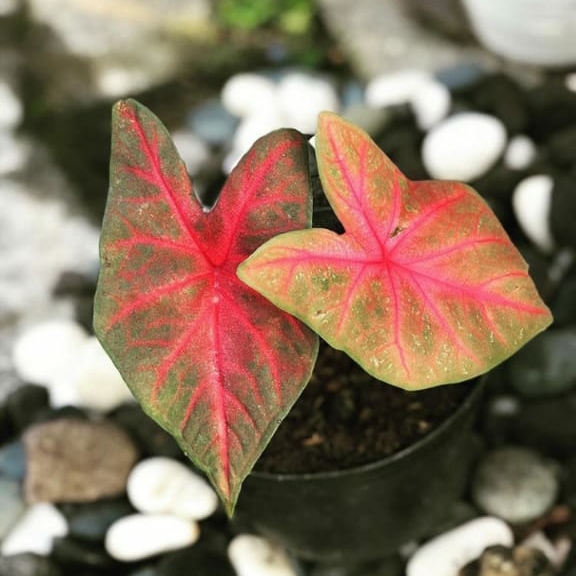 keladi mirzani/caladium mirzani