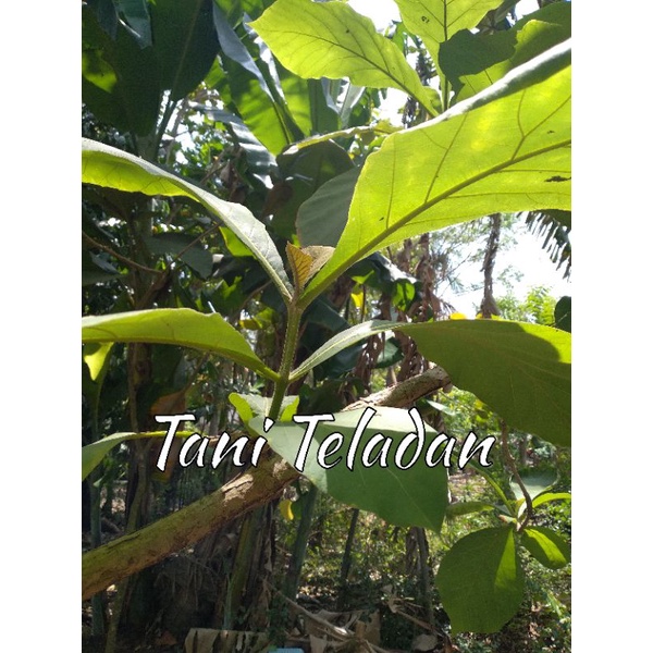 

Daun Jati, Daun Jati Segar Organik , Dipetik dadakan, 250 gr