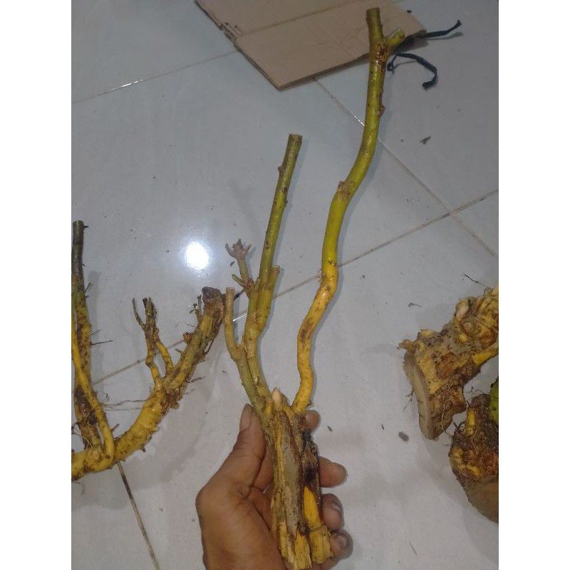 BONSAI SERUT SMALL TWIN 4k