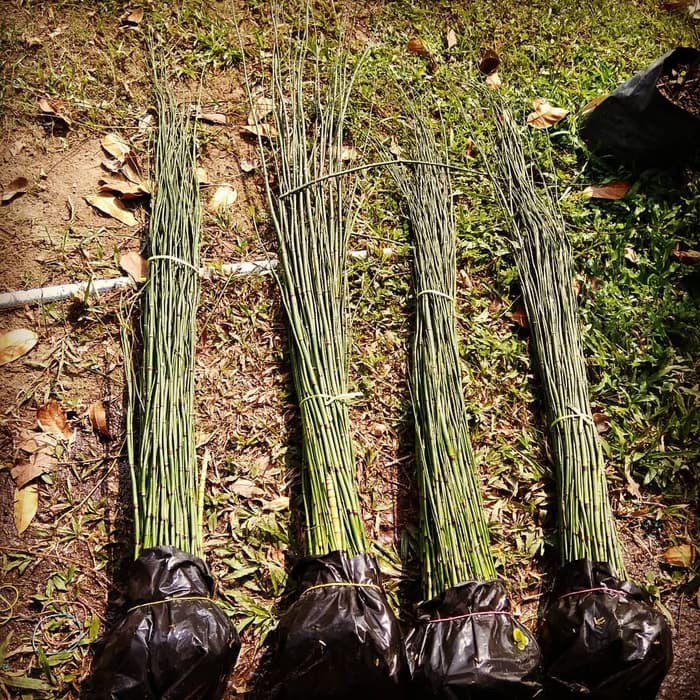 bambu air - tanaman bambu air - tanaman pot - pohon bambu air