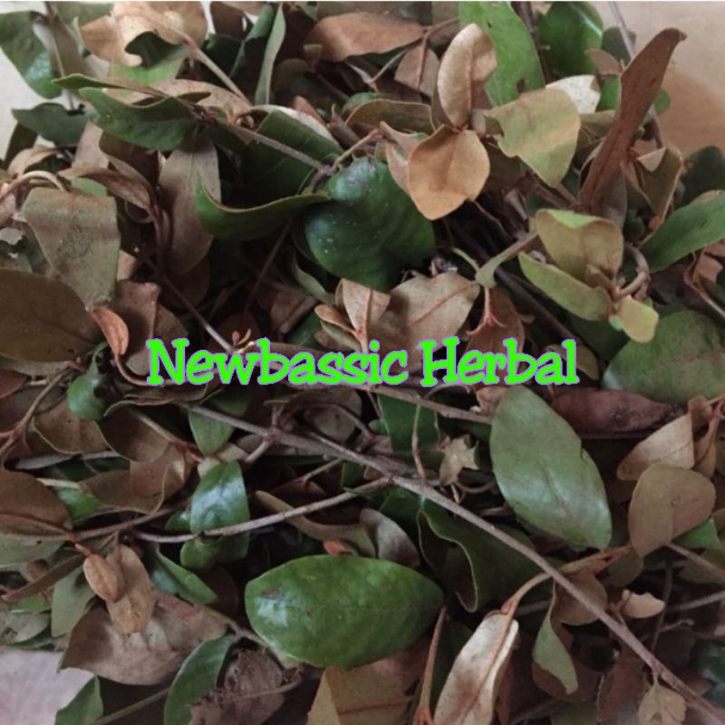 

benalu jambu air herbal alami 500 gram