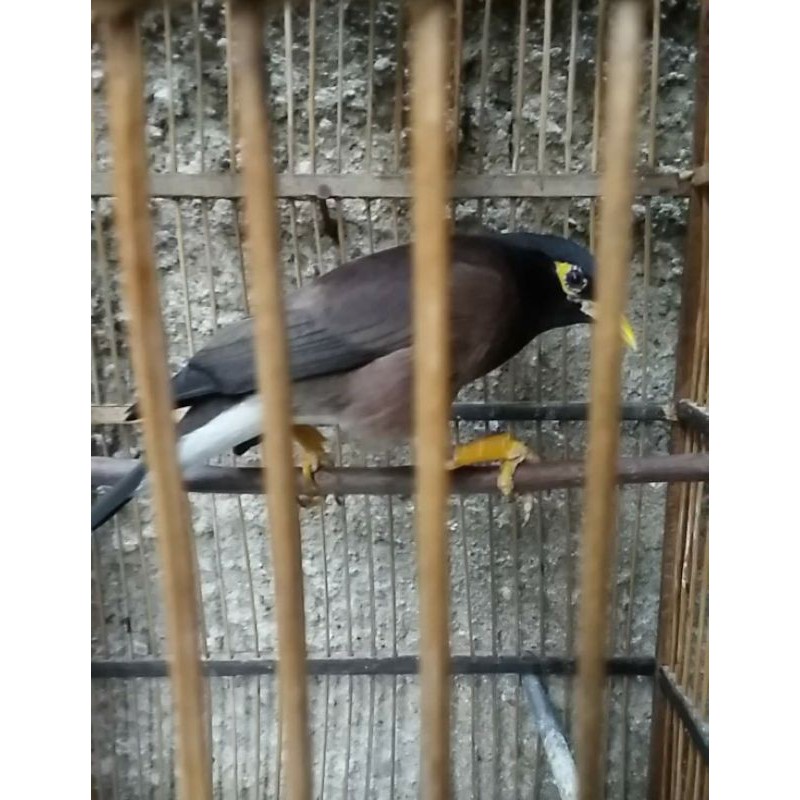 

Jalak Nias