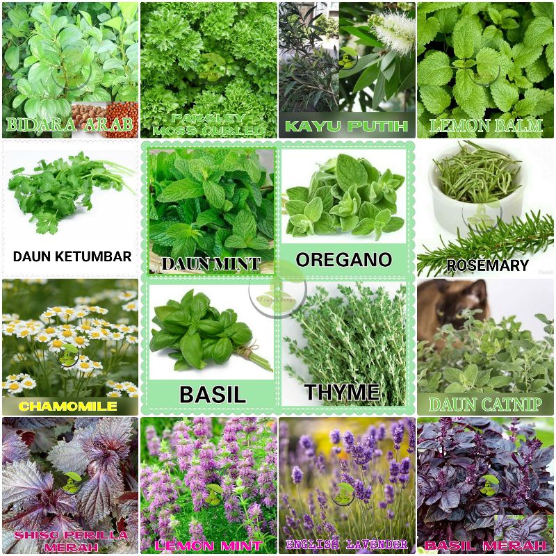 Benih Bibit Herbal Benih Herb Daun Mint Rosemery Thyme Oregano Parsley