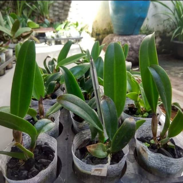 Anggrek Cattleya Remaja