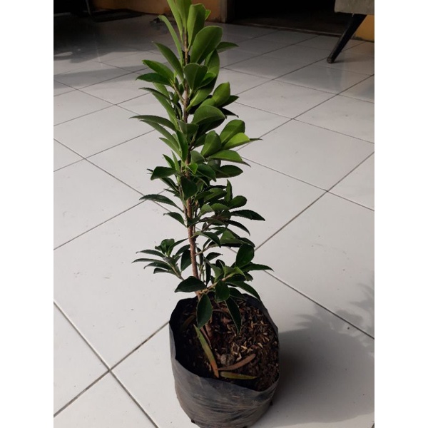 bahan bonsai beringin ELEGANT