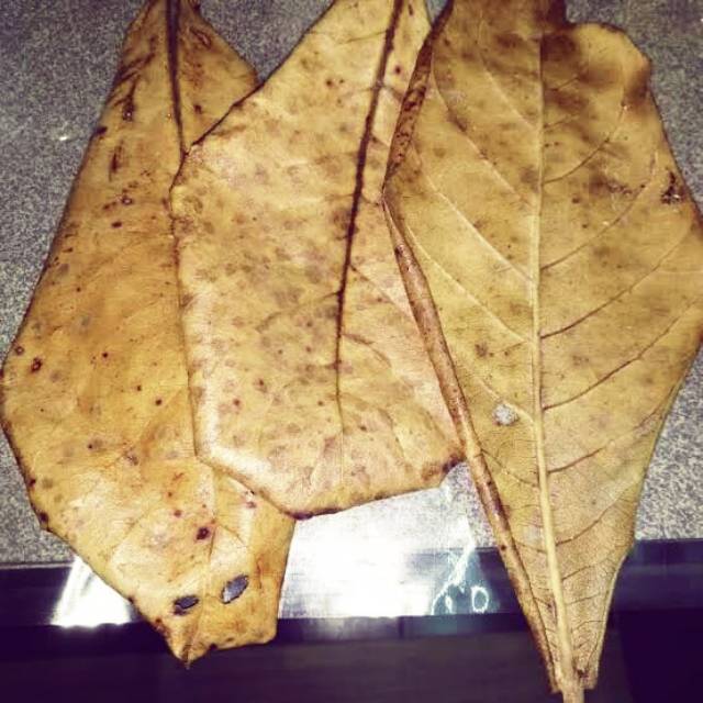 

Daun Katapang