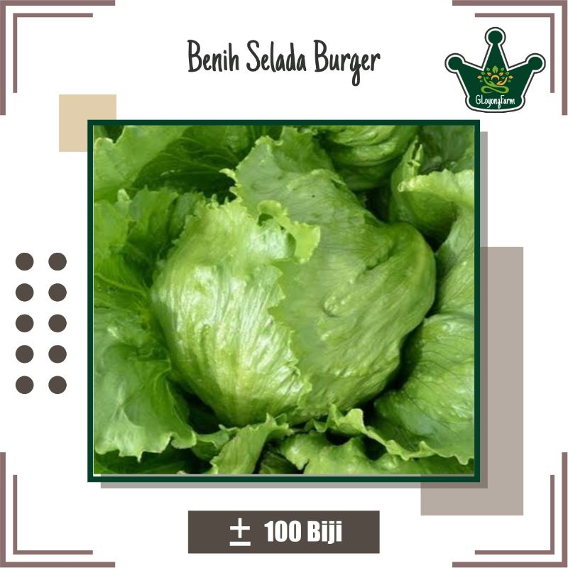 Benih Selada Lettuce Head / Selada Burger - Benih sayuran