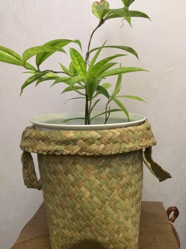 Keranjang Tanaman Ukuran 20 Cm