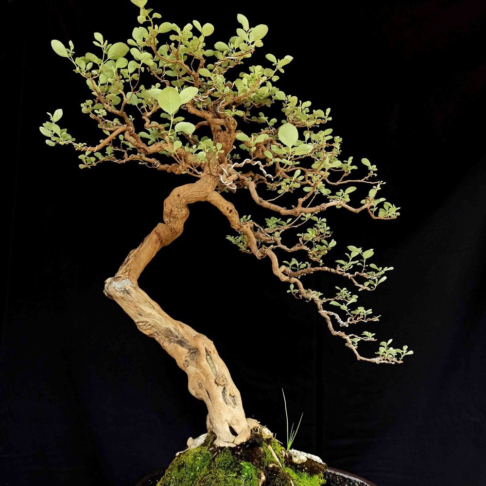 Bonsai Kimeng Mame Juara