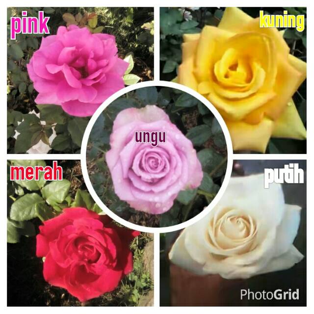 mawar bibit 5 pohon bunga besar