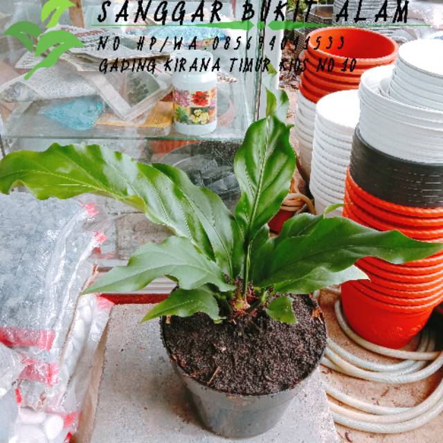 Tanaman Hias Bunga Gelombang Cinta Anthurium Plowmanii Pot Shopee Indonesia