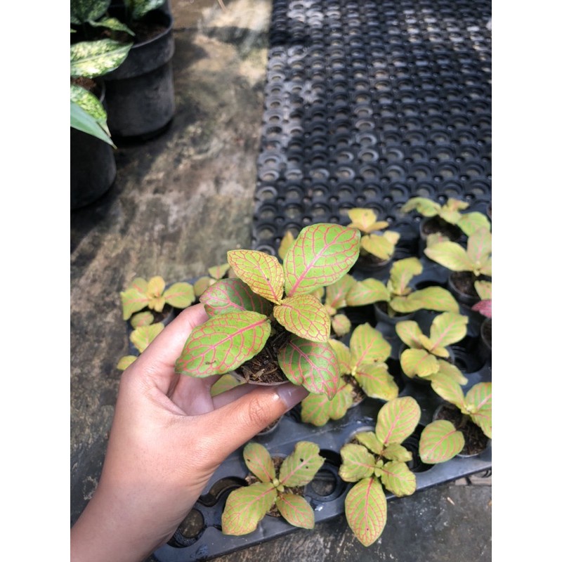 FITTONIA KUNING RED ANNE PREMIUM - BAKUL KEMBANG