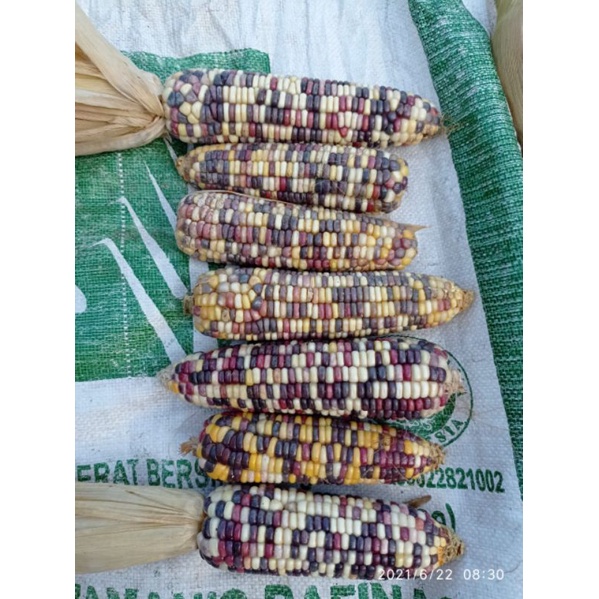 

jagung pelangi