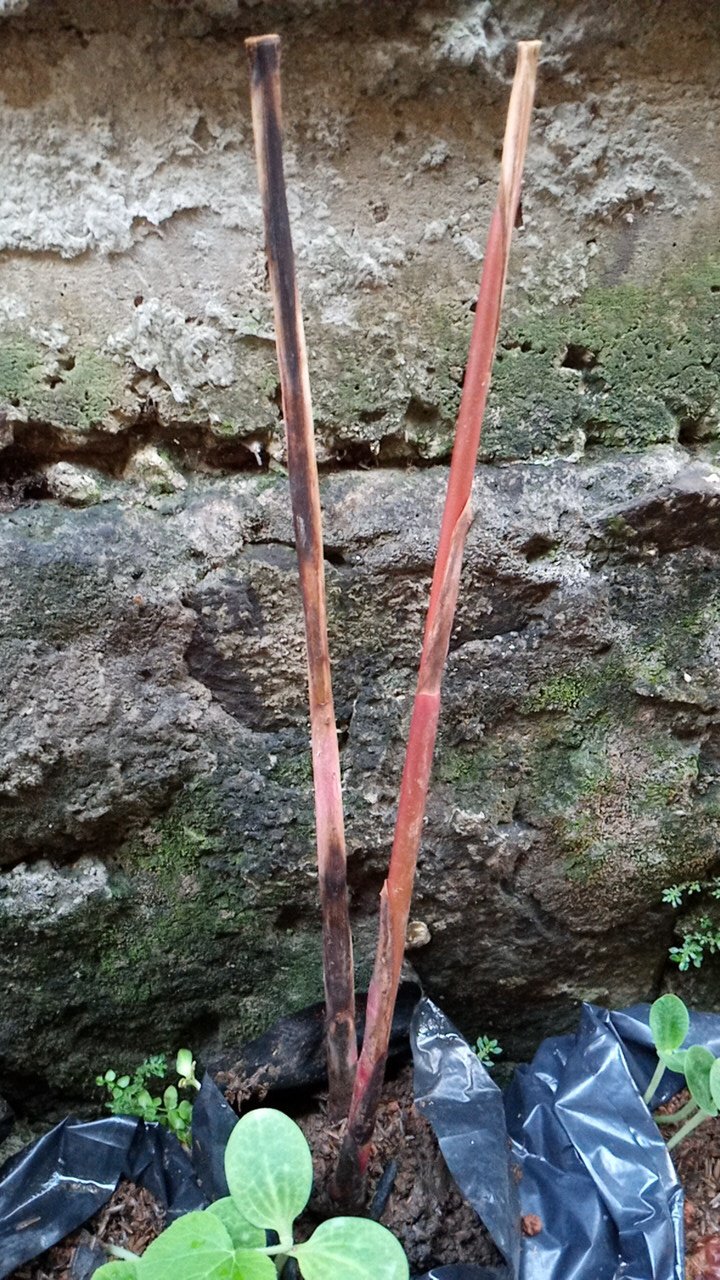 Manbar - Bibit Honje Merah Atau Honje Laka