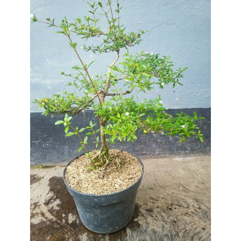 tanamam seribu bintang/serbin (serissa jaminca)