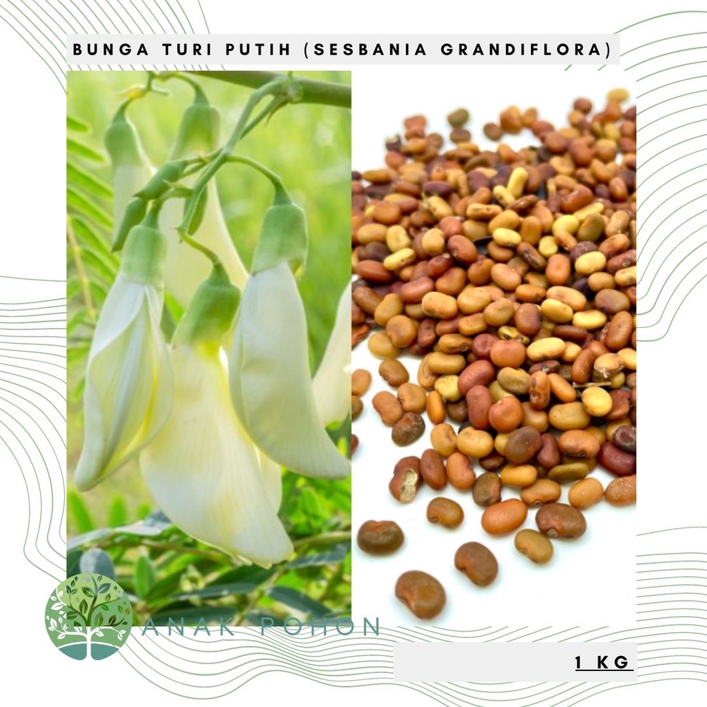 (1 KG) Benih Bibit Biji - Bunga Kembang Turi Putih (Sesbania grandiflora) Seeds - Kualitas SUPER