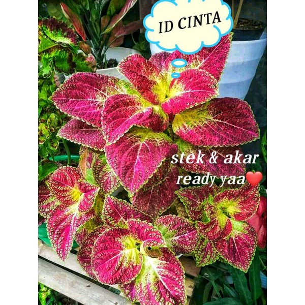 COD MIANA TANAMAN HIAS MIANA CINTA HATI