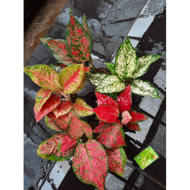 promo PAKET AGLAONEMA (Aglaonema/Srirejeki)