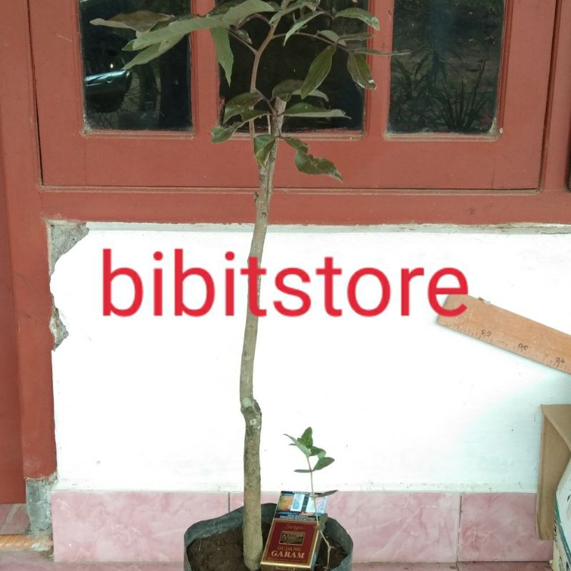 bibit kelengkeng merah batang besar