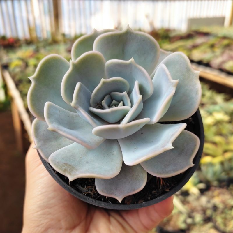 Echeveria Lilacina  – Sukulen Tanaman Hidup Akar Sehat Siap Tanam