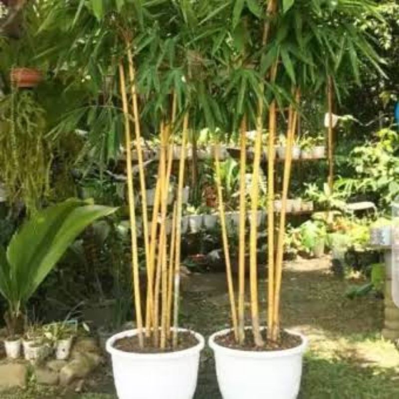 bambu kuning / bibit stek bambu kuning / bambu langka murah
