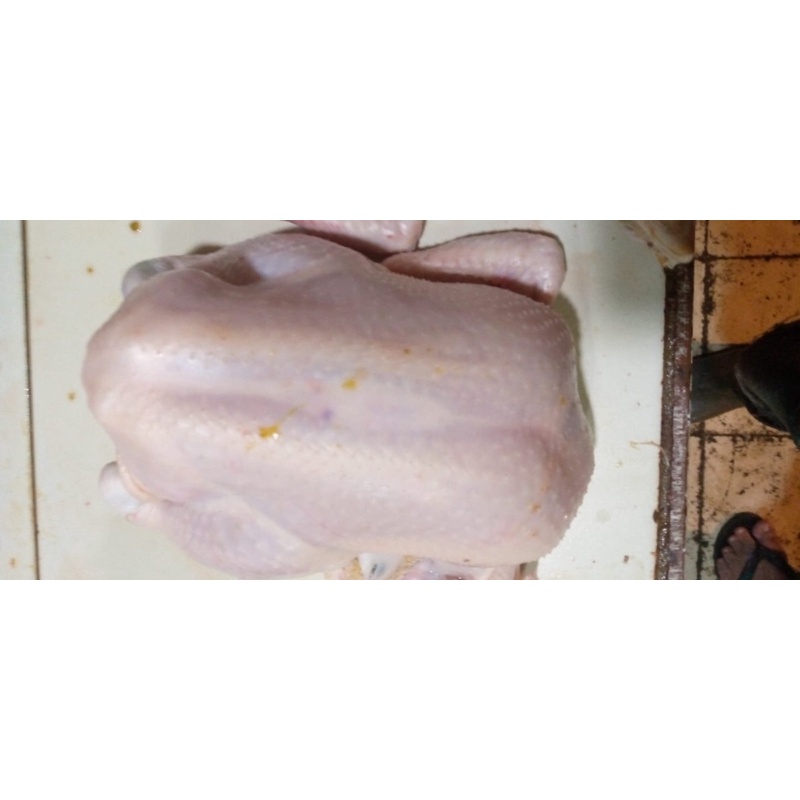 

Ayam negri / Ayam negri potong fresh