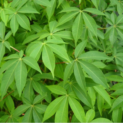 

Daun Singkong (ikat)