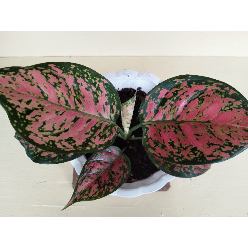 Aglaonema Dud Anjamani