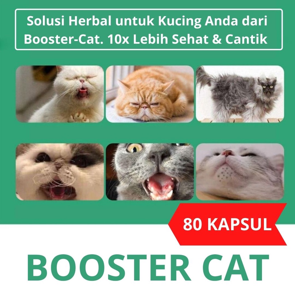 Vitamin Kucing Imunitas, Stamina BOOSTER CAT FEZONE