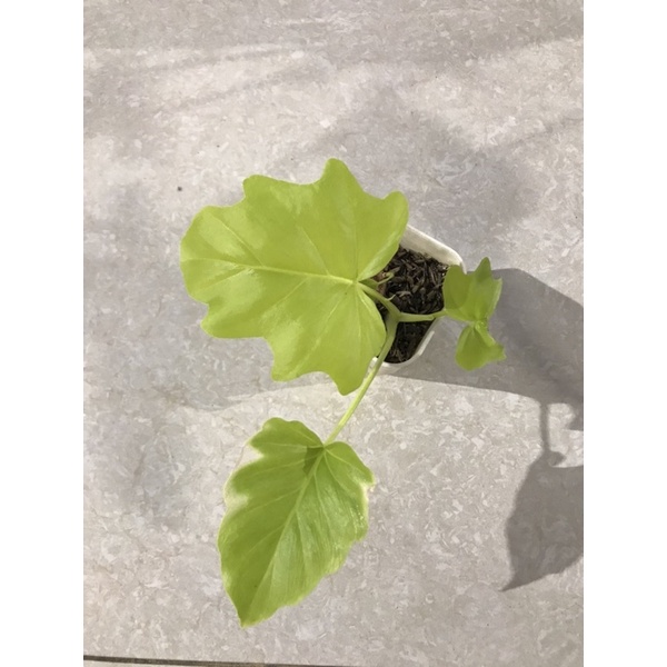 Philodendron warscewiczii / Golden finger
