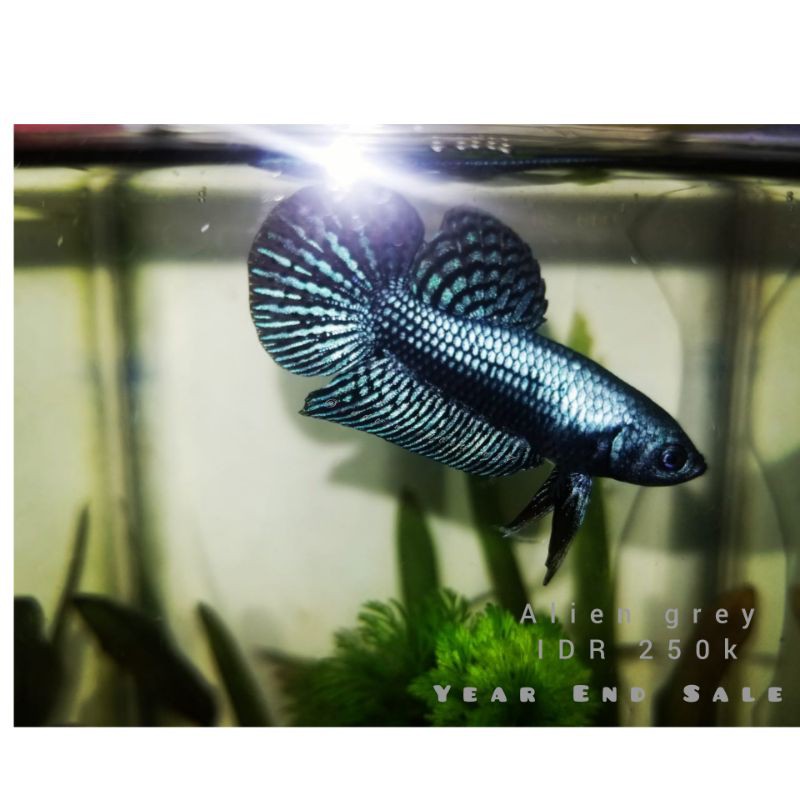 wild betta alien grey