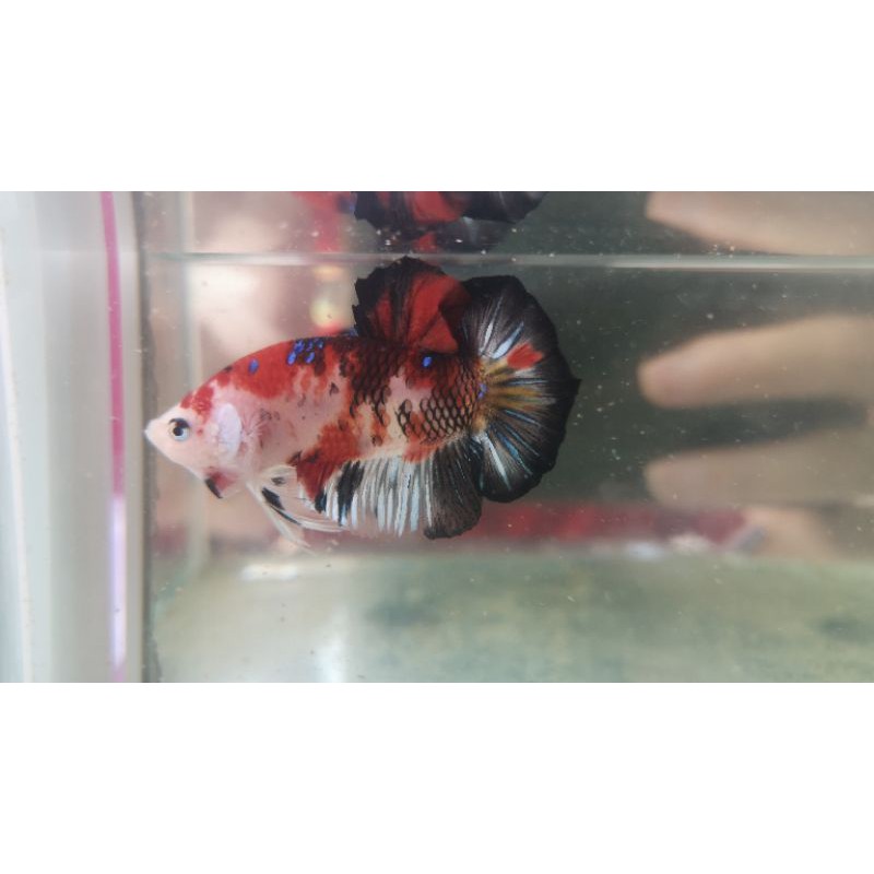 Cupang Giant/Genow/KOI/Multicolor