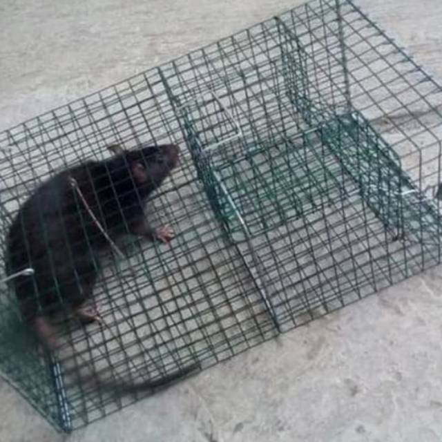 perangkap kandang tikus besar