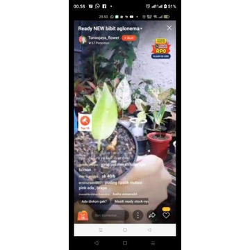 tanaman hias paket aglonema red borju,big papa & baby sb